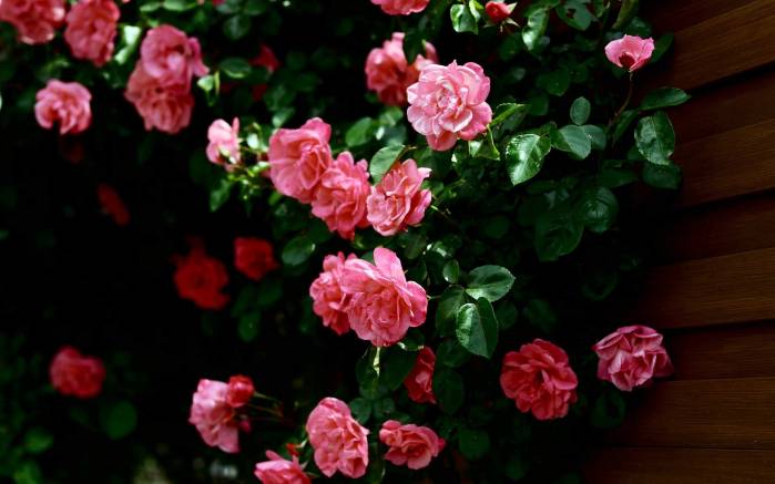 Широкоформатные обои Роскошные  розы, Куст розовых роз