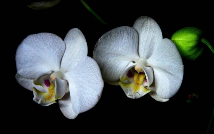 Широкоформатные обои Орхидеи, Две шикарные белые орхидеи