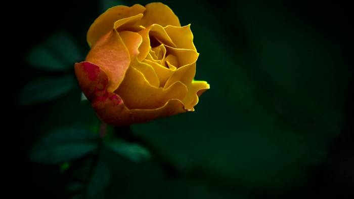 Широкоформатные обои Желтая роза, Желтая роза на черном фоне