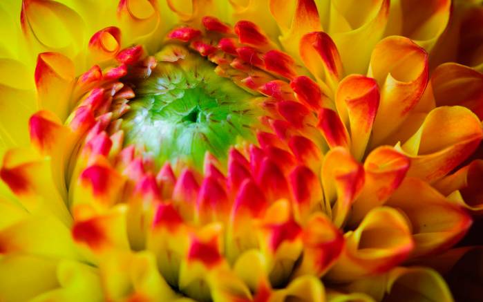 Широкоформатные обои Цветочная сила, Изображение цветка в весенних тонах