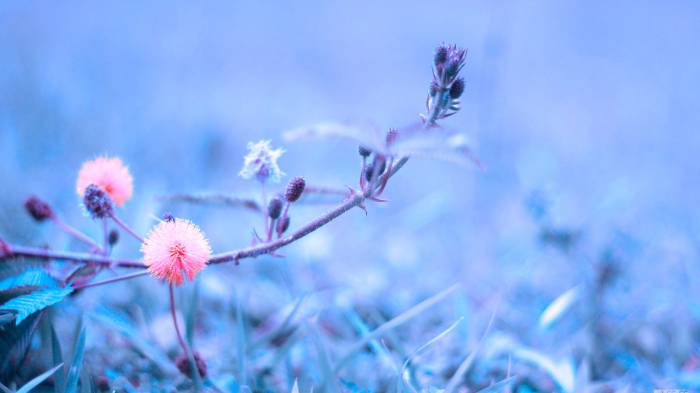 Широкоформатные обои Цветок, Фиолетовый цветок на размытом фоне