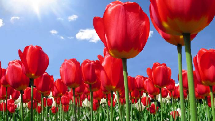 Широкоформатные обои Плантация цветов, Красные тюльпаны