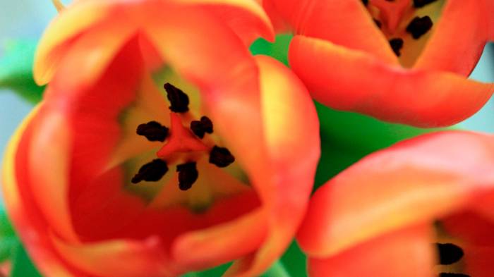Широкоформатные обои Тюльпаны, Цветок тюльпана вблизи