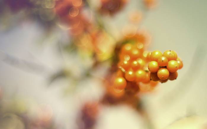 Широкоформатные обои Ягоды на дереве, Золотистые ягоды на ветке дерева