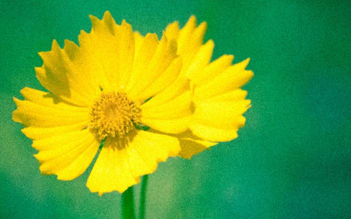 Широкоформатные обои Отмеченный солнцем, Желтые цветы с зернистой текстурой