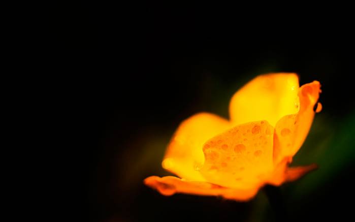 Широкоформатные обои Крошечный цветок, Солнечно-желтый маленький цветочек