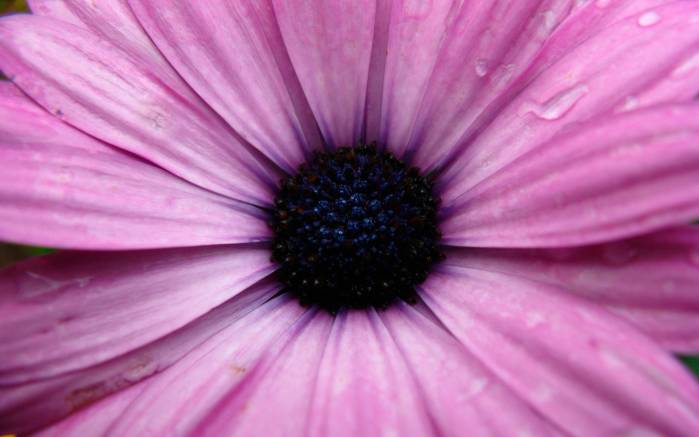 Широкоформатные обои Фиолетовая маргаритка, Фиолетовый цветок ромашки