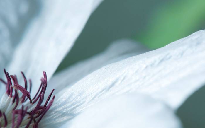 Широкоформатные обои Белый цветок, Нежность белого цветка