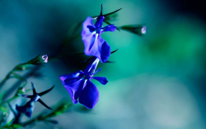 Широкоформатные обои Счастливый блюз, Счастливый блюз синих цветов