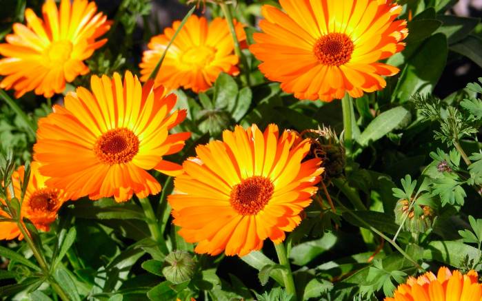 Широкоформатные обои Оранжевые цветы, Цветы герберы