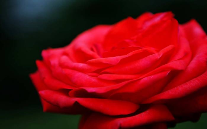 Широкоформатные обои Красная роза в саду, Большой цветок розы