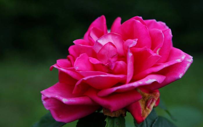 Широкоформатные обои Насыщенная роза, Роза насыщенно розового цвета
