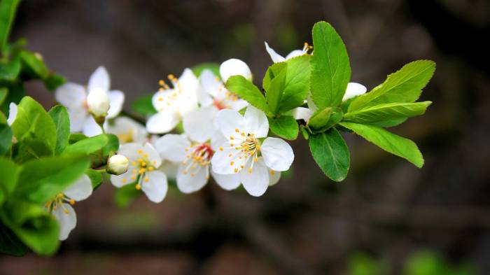 Широкоформатные обои Весенние цветы, Цветы фруктового дерева