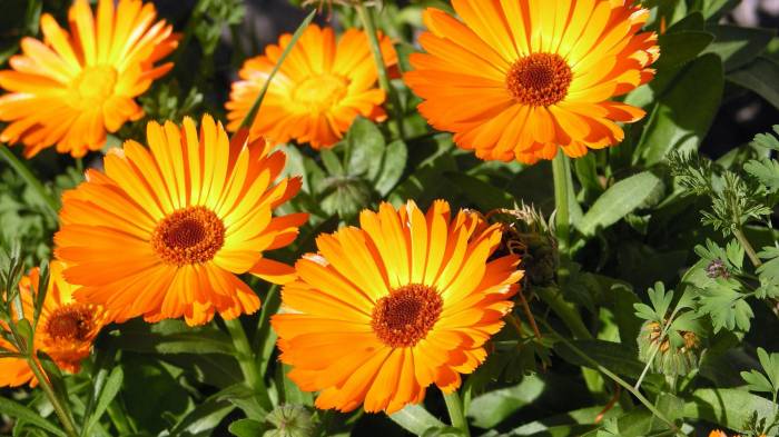 Широкоформатные обои Солнечные цветы, Оранжевые цветочки
