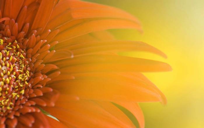 Широкоформатные обои Оранжевый цветок, Макросъемка цветка
