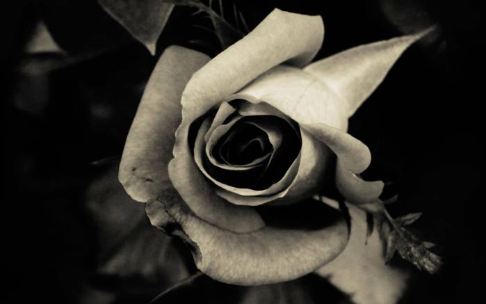 Широкоформатные обои Чёрная роза, Черно-белое фото цветка розы
