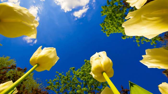 Широкоформатные обои Желтые тюльпаны, Тюльпаны тянутся к небу