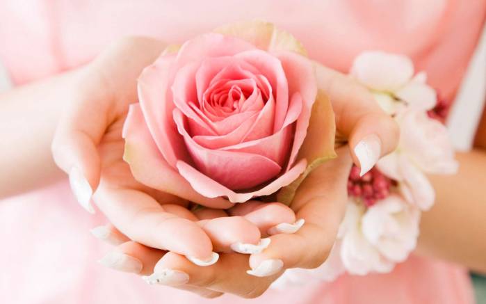 Широкоформатные обои Роза в ее руках, Розовая роза в руках