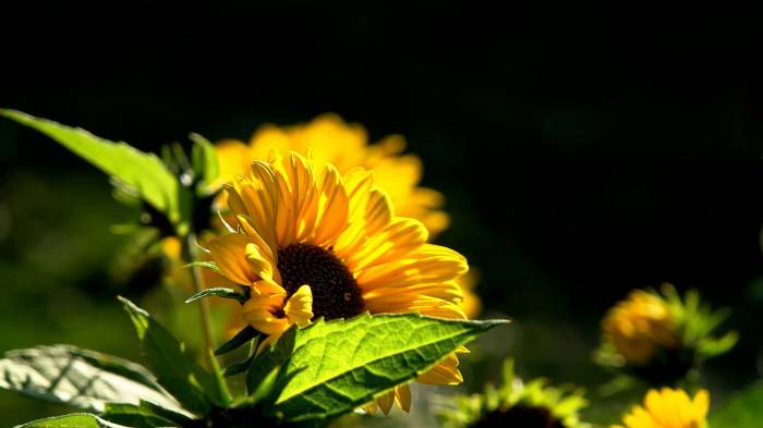 Широкоформатные обои Маленький подсолнух, Рождение солнечного цветка