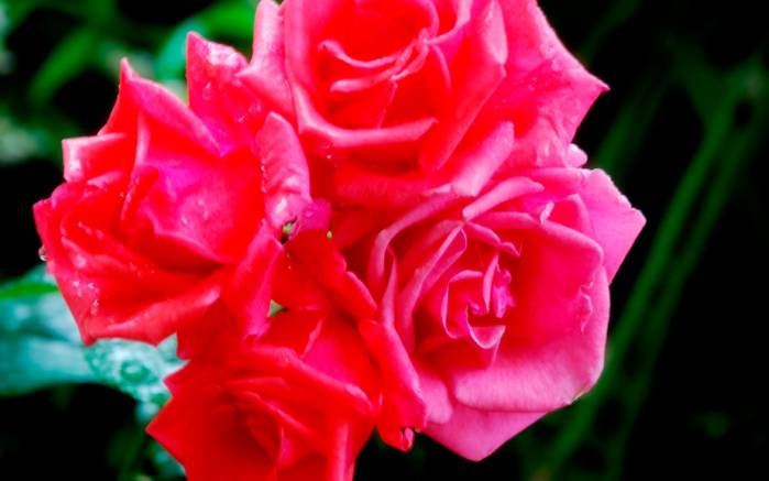 Широкоформатные обои Четыре розы, Пурпурные розы в саду