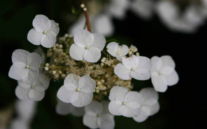 Широкоформатные обои Четырехлепестковые цветы, Белые маленькие цветы