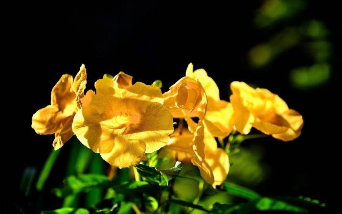Широкоформатные обои Желтые цветы, Освещенные солнцем цветы