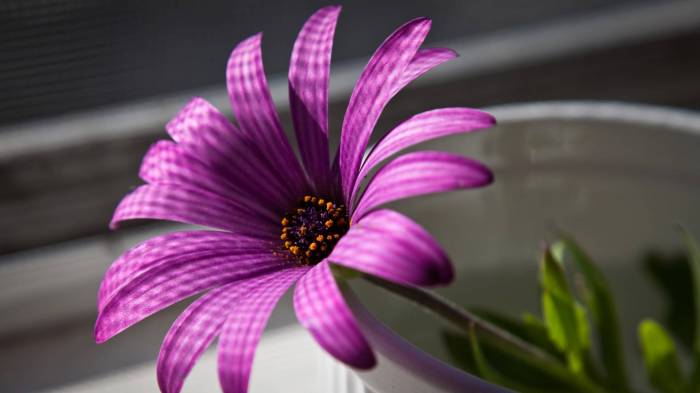 Широкоформатные обои Превосходный пурпурный цветок, Фиолетовая эхинацея