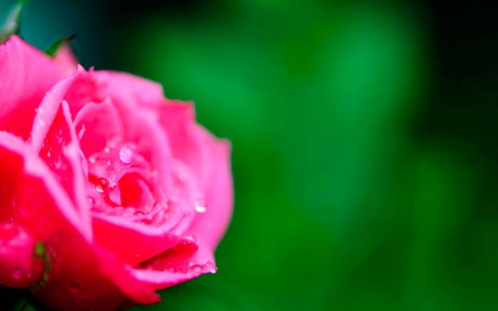 Широкоформатные обои Розовая роза, Нежная розовая роза