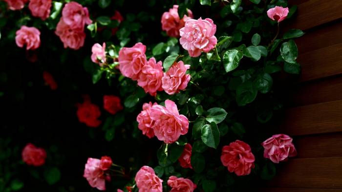 Широкоформатные обои Чайная роза, Куст чайной розы