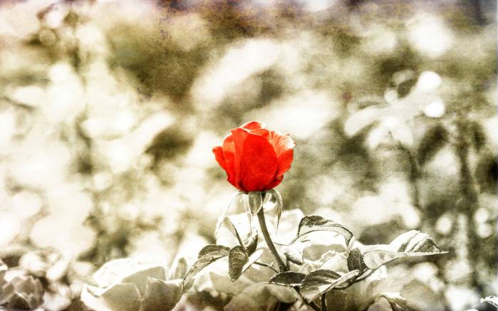 Широкоформатные обои Красный триумф, Красная роза на черно белом фоне