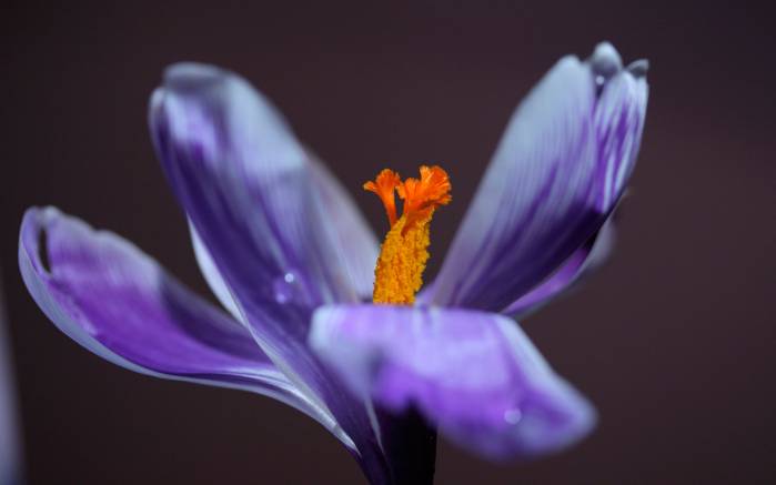 Широкоформатные обои Трепет, Трепетный фиолетовый цветок