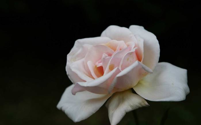 Широкоформатные обои Нежная белая роза, Светлая роза на черном фоне