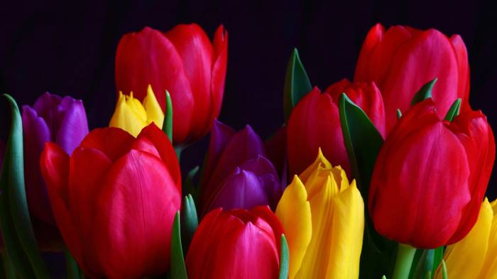 Широкоформатные обои Цветные тюльпаны, Весенние цветы
