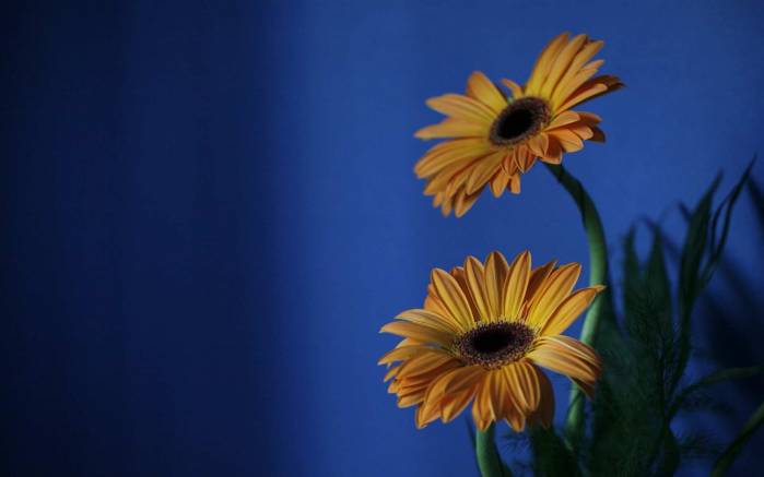 Широкоформатные обои Цветы в вазе, Два желтых цветка