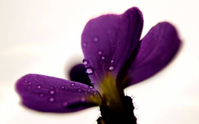Широкоформатные обои Ирис, Фиолетовый цветок Ириса