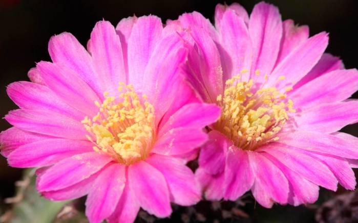 Широкоформатные обои Цветок кактуса, Розовый цветок кактуса