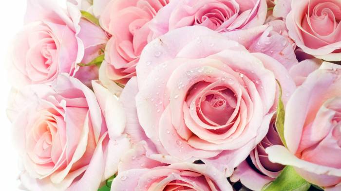 Широкоформатные обои Розовые розы, Розовый перламутр