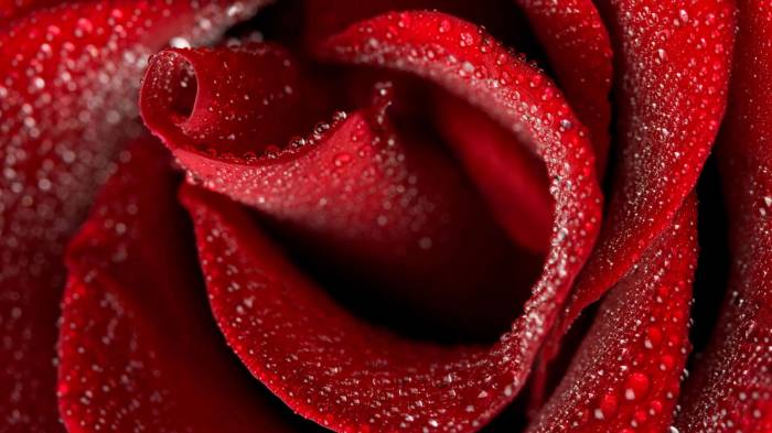 Широкоформатные обои Роза в каплях, Роза усыпанная росой