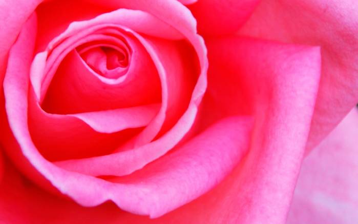 Широкоформатные обои Роза, Мягкий розовый цветок