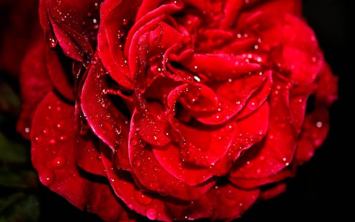 Широкоформатные обои Красная роза в росе, Красная роза в капельках росы
