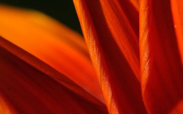 Широкоформатные обои Оранжевые лепестки, Детальная съемка лепестков цветка