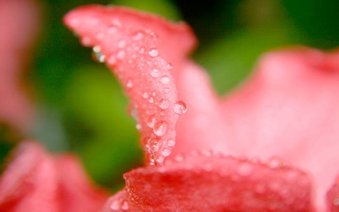 Широкоформатные обои Мокрые лепестки, Мокрые лепестки розового цветка
