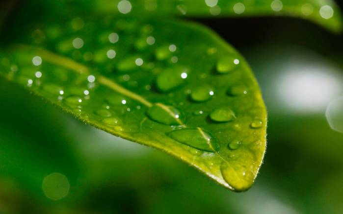 Широкоформатные обои Мокрый зеленый, Мокрый зеленый лист с каплями