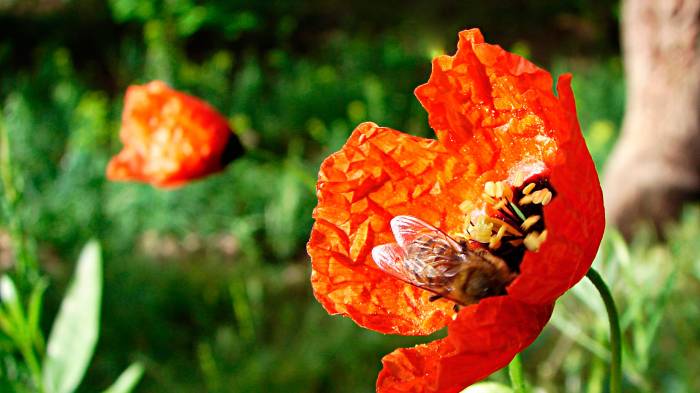 Широкоформатные обои Пчела и мак, Пчела собирает маковый нектар