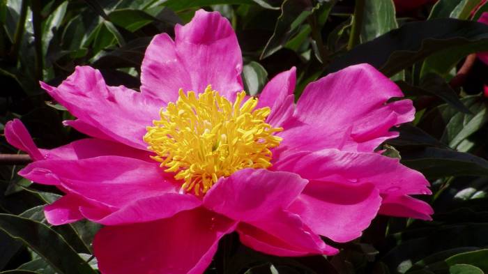 Широкоформатные обои Розовый цветок, Красивый розовый цветок
