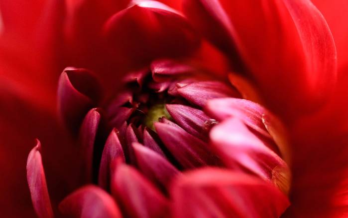 Широкоформатные обои Пришелец, Красный цветок из космоса