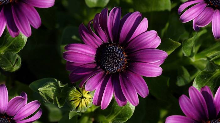 Широкоформатные обои Фиолетовая эхинацея, Яркий цветок