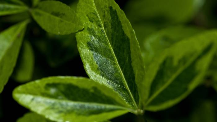Широкоформатные обои Зеленое растение, Листы зеленого растения