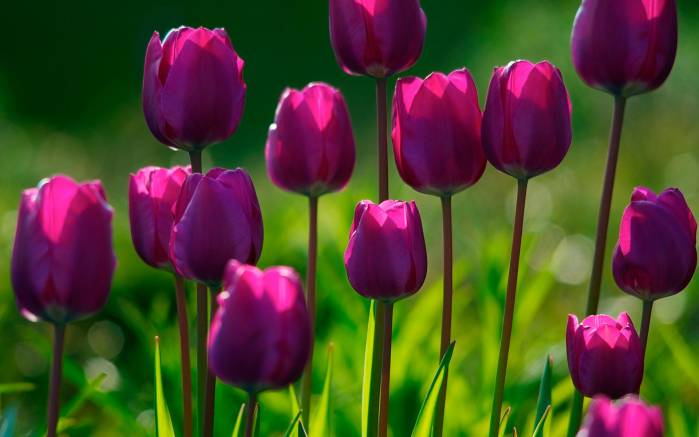 Широкоформатные обои Фиолетовые тюльпаны, Поле фиолетовых цветов