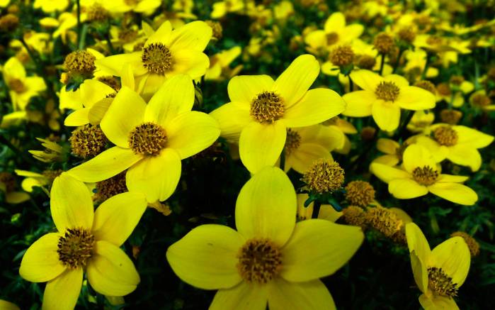 Широкоформатные обои Солнечные цветы, Красивые цветы жёлтого цвета